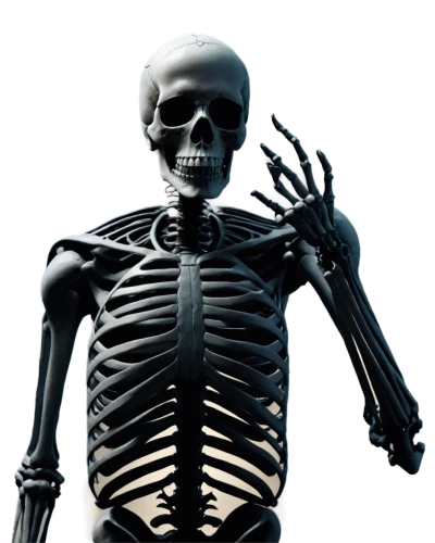 human skeleton,skeleton,skeleltt,skeletal,skeletal structure,vintage skeleton,skeleton hand,calcium,a wax dummy,bone,endoskeleton,skeletons,day of the dead skeleton,scull,medical radiography,wood skeleton,bones,radiography,articulated manikin,wall,Illustration,Children,Children 05