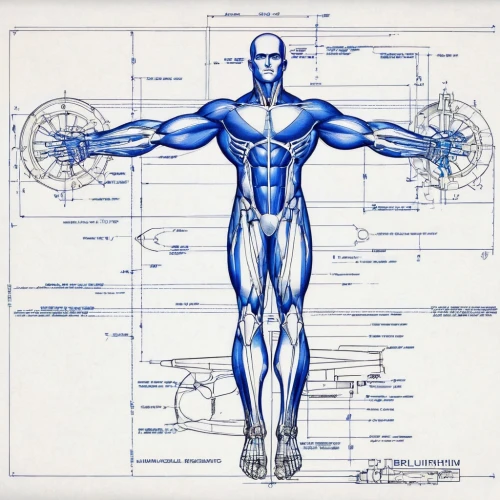 muscular system,the vitruvian man,vitruvian man,dr. manhattan,blueprint,human body anatomy,kinesiology,biomechanically,anatomical,human anatomy,medical concept poster,biomechanical,technical drawing,proportions,muscle angle,anatomy,physiotherapy,core web vitals,body-building,blueprints,Unique,Design,Blueprint
