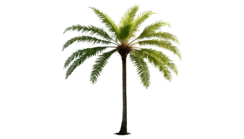 palm tree vector,palmtree,fan palm,palm tree,wine palm,coconut palm tree,giant palm tree,palm,potted palm,palm pasture,coconut palm,cartoon palm,palm tree silhouette,easter palm,toddy palm,coconut tree,norfolk island pine,pony tail palm,palm in palm,tropical tree,Illustration,Realistic Fantasy,Realistic Fantasy 47