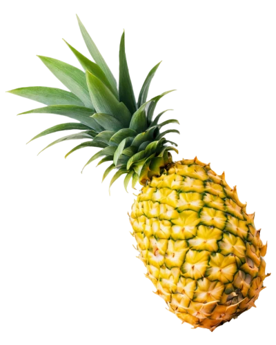 ananas,a pineapple,pineapple background,pineapple,fir pineapple,pinapple,small pineapple,pineapple wallpaper,pineapple comosu,pineapple basket,pineapples,fresh pineapples,pineapple pattern,pineapple head,pineapple top,house pineapple,mini pineapple,pineapple plant,young pineapple,dried pineapple,Photography,Fashion Photography,Fashion Photography 11