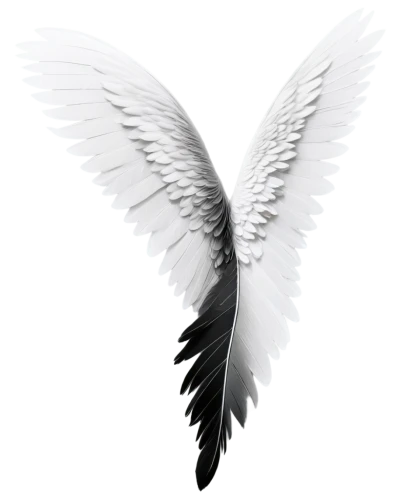 dove of peace,angel wing,angel wings,doves of peace,peace dove,winged heart,white feather,winged,wings,white dove,angelology,png transparent,bird wings,twitter logo,love angel,wing,delta wings,purity symbol,bird wing,angel line art,Art,Classical Oil Painting,Classical Oil Painting 29