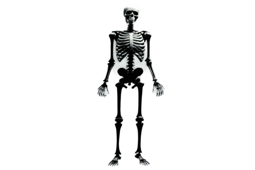human skeleton,skeleton,skeletal,skeleltt,skeletal structure,vintage skeleton,articulated manikin,skeletons,a wax dummy,cercopithecus neglectus,bone,tomb figure,bones,calcium,x-ray,babelomurex finchii,wood skeleton,paraxerus,femur,endoskeleton,Illustration,Retro,Retro 19