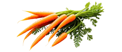 carrot salad,carrots,crudités,carrot pattern,carrot,love carrot,mirepoix,gremolata,baby carrot,fresh vegetables,snack vegetables,garnishes,big carrot,carrot juice,rapini,veggie,vegetable,ornithogalum,vegetables,hippophae,Art,Artistic Painting,Artistic Painting 21