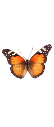 euphydryas,viceroy (butterfly),polygonia,hesperia (butterfly),vanessa atalanta,melitaea,butterfly vector,vanessa (butterfly),orange butterfly,milbert s tortoiseshell,coenonympha tullia,brush-footed butterfly,scotch argus,heliconius hecale,hesperia comma,butterfly isolated,coenonympha,dryas julia,limenitis,butterfly clip art,Art,Classical Oil Painting,Classical Oil Painting 12