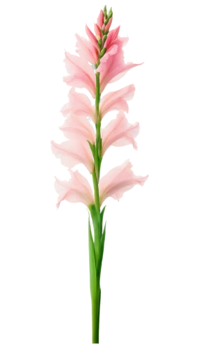 flowers png,pink hyacinth,gladiolus,flower illustration,stargazer lily,torch lily,coral aloe,centaurium,pink quill,crinum,tuberose,funnel flower,pink flower white,pink flower,pink tulip,citronella,gaura,sword lily,illustration of the flowers,flower pink,Illustration,Black and White,Black and White 01