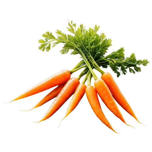 carrot salad,carrots,carrot,love carrot,carrot pattern,crudités,vegetable,root vegetable,baby carrot,rapini,snack vegetables,fresh vegetables,colorful vegetables,big carrot,vegetables,vegetable outlines,carrot juice,wall,kawaii vegetables,veggie,Photography,Documentary Photography,Documentary Photography 34