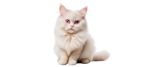 turkish angora,british longhair cat,turkish van,cats angora,white cat,kurilian bobtail,pink cat,birman,domestic long-haired cat,indian spitz,angora,cat vector,japanese bobtail,japanese spitz,breed cat,british longhair,siberian cat,norwegian forest cat,german spitz mittel,oriental longhair,Conceptual Art,Oil color,Oil Color 01