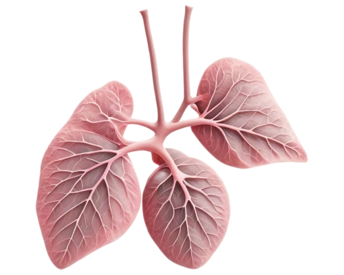 lungs,lung cancer,lung,copd,medical illustration,lung ching,kidney,ventilate,respiratory protection,renal,liver,nonsmoker,venereal diseases,slippery elm,dicotyledon,windpipe,smoking cessation,short-tailed cancer,limenitis,circulatory,Photography,Documentary Photography,Documentary Photography 20