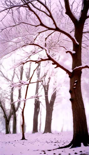 purple landscape,the purple-and-white,winter forest,winter landscape,snow landscape,winter background,purple-white,snow trees,snowy landscape,beech trees,snow scene,pale purple,wintry,winter dream,violet colour,winter tree,winter magic,white purple,pink-purple,white with purple,Conceptual Art,Oil color,Oil Color 21