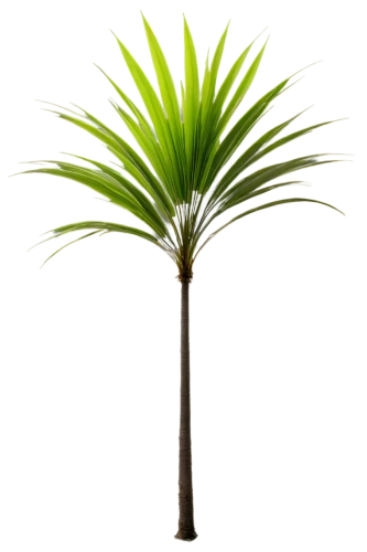 fan palm,potted palm,wine palm,saw palmetto,palm tree vector,sabal palmetto,date palm,palmtree,palm pasture,pony tail palm,easter palm,palm,oleaceae,yucca palm,palm sunday,coconut palm,desert palm,citronella,toddy palm,date palms,Art,Classical Oil Painting,Classical Oil Painting 12