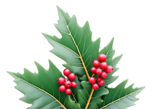 american holly,holly leaves,holly wreath,fir tree decorations,holly bush,holly berries,ilex vomitoria,fir branch,xmas plant,nordmann fir,fir tree ball,oleaceae,podocarpus,xanthorrhoeaceae,christmas tree pattern,cherry laurel,hokka tree,fir-tree branches,natal lily,canadian fir,Art,Classical Oil Painting,Classical Oil Painting 25