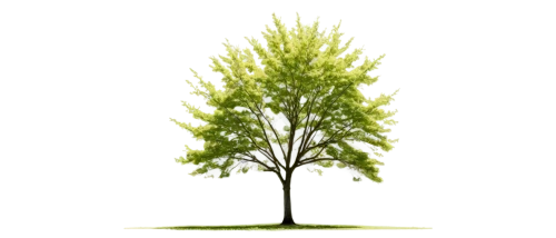 siberian elm,small tree,flourishing tree,a tree,birch tree background,tree white,cardstock tree,smaller tree,a young tree,isolated tree,poplar tree,tree species,tree,green tree,american larch,dwarf tree,sapling,aesculus,pollarded willow,birch tree illustration,Illustration,Vector,Vector 04