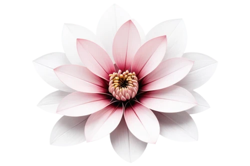 flowers png,dahlia pink,pink chrysanthemum,crown chakra flower,flower illustrative,floral digital background,flower of dahlia,lotus png,chrysanthemum background,flower background,pink floral background,dahlia bloom,paper flower background,bicolored flower,pink flower white,white floral background,decorative flower,celestial chrysanthemum,mandala flower illustration,lotus ffflower,Art,Artistic Painting,Artistic Painting 45