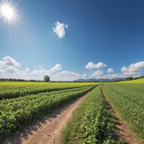 field of rapeseeds,stock farming,grain field panorama,vegetable field,aggriculture,cultivated field,agricultural engineering,agricultural,vegetables landscape,field of cereals,aaa,potato field,solar field,agroculture,agriculture,farm landscape,organic farm,cropland,other pesticides,greenhouse gas emissions,Photography,General,Realistic