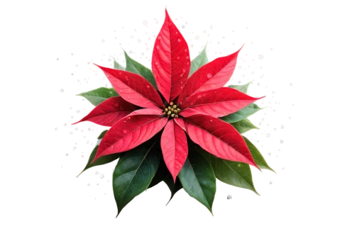 natal lily,poinsettia,christmas flower,flower of christmas,poinsettia flower,wreath vector,christmas snowflake banner,red snowflake,christmas motif,holly wreath,christmas banner,american holly,advent star,star anise,christmas star,moravian star,xmas plant,flowers png,christmas pattern,christmas border,Photography,General,Commercial