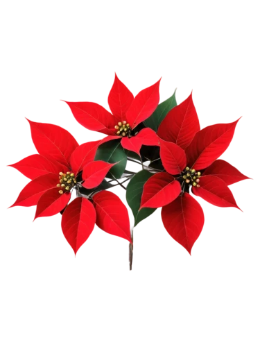 poinsettia,poinsettia flower,natal lily,christmas flower,flower of christmas,holly wreath,wreath vector,flowers png,red snowflake,christmas rose,christmas motif,christmas border,xmas plant,christmas snowflake banner,christmas ribbon,american holly,christmas orchid,christmas garland,christmas wreath,christmas star,Photography,Fashion Photography,Fashion Photography 06