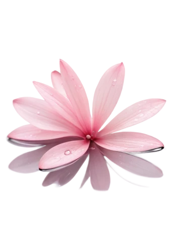 flowers png,lotus png,pink plumeria,paper flower background,flower background,minimalist flowers,lotus leaf,pink water lily,pink floral background,lotus flower,lotus blossom,pink flower,pink petals,plumeria,flower pink,water lily plate,frangipani,flower of water-lily,the petals overlap,decorative flower,Illustration,Black and White,Black and White 35