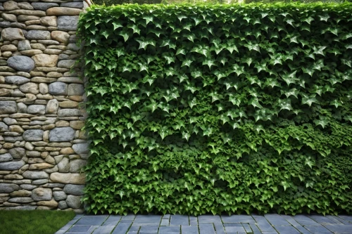 intensely green hornbeam wallpaper,wall,hedge,clipped hedge,background ivy,hornbeam hedge,ivy frame,green wallpaper,ivy,wall texture,garden fence,green border,beech hedge,stone wall,vines,manicured,house wall,decorative bush,compound wall,bushes,Photography,General,Realistic