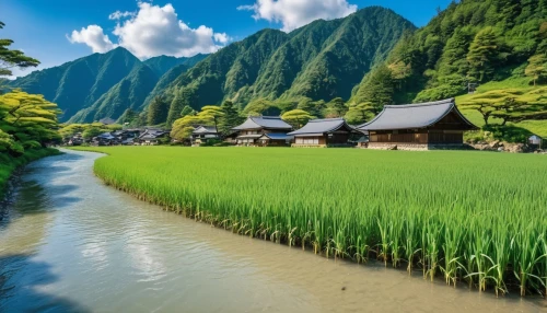 japan landscape,yamada's rice fields,beautiful japan,rice fields,rice field,ricefield,the rice field,arashiyama,shirakawa-go,japan,rice paddies,kumano kodo,japanese mountains,green landscape,japan garden,spring in japan,kyoto,japanese background,tsukemono,landscape background,Photography,General,Realistic