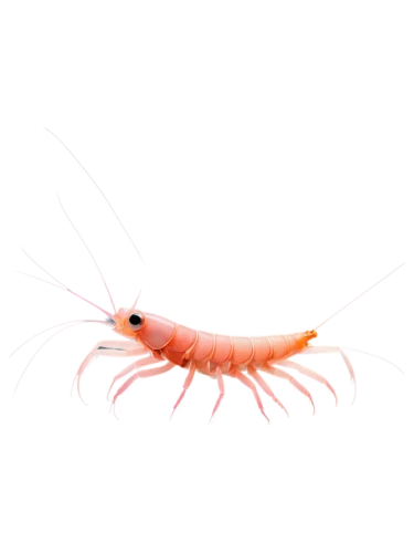 freshwater prawns,hairfinned silverfish,arctic sweet shrimp,caridean shrimp,krill,north sea shrimp,cherry shrimp,botan shrimp,small shrimp,pilselv shrimp,shrimp survey,dwarf shrimp,prawn,amphipoda,white saddle shrimp,ornamental shrimp,shrimps,free-shrimps,shrimp,scampi shrimp,Illustration,Black and White,Black and White 15