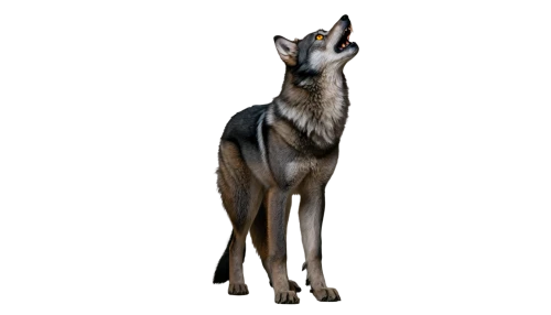 czechoslovakian wolfdog,sighthound,pharaoh hound,saluki,polish greyhound,kunming wolfdog,italian greyhound,lurcher,guanaco,manchester terrier,silken windhound,galgo español,german pinscher,saarloos wolfdog,whippet,canis lupus tundrarum,doberman,canis lupus,dobermannt,mudhol hound,Illustration,American Style,American Style 03