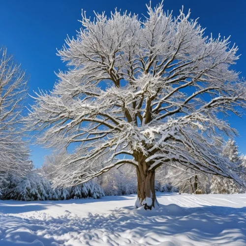 snow tree,snowy tree,winter tree,snow trees,hoarfrost,winter background,treemsnow,snow landscape,winter landscape,snowy landscape,seasonal tree,snow scene,winter magic,christmas snowy background,winter wonderland,wintry,ornamental tree,birch tree background,tree white,snowflake background