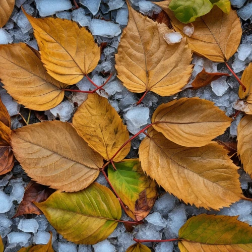 beech leaves,leaves in the autumn,fallen leaves,colored leaves,gum leaves,beech hedge,dry leaves,autumnal leaves,glitter leaves,acorn leaves,autumn jewels,colorful leaves,chestnut leaves,autumn leaves,autumn pattern,leaf background,fall leaves,dried leaves,beech leaf,autumn background