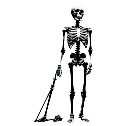 skeleton,deadlift,skeletal,vintage skeleton,human skeleton,skeletal structure,skeleltt,skeletons,cercopithecus neglectus,grim reaper,danse macabre,bone,scythe,paraxerus,bones,calcium,x-ray,babelomurex finchii,discobolus,scull,Illustration,Realistic Fantasy,Realistic Fantasy 43