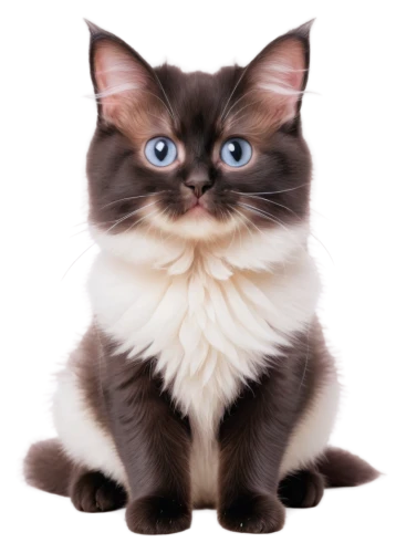 blue eyes cat,birman,siamese cat,cat with blue eyes,british longhair cat,cat vector,siamese,cat on a blue background,breed cat,cute cat,domestic long-haired cat,ragdoll,cartoon cat,british shorthair,cat image,tonkinese,napoleon cat,european shorthair,domestic short-haired cat,american bobtail,Photography,Fashion Photography,Fashion Photography 10