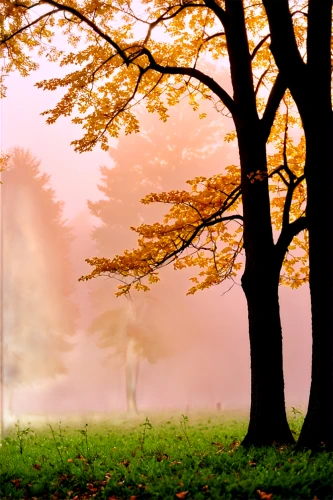 autumn fog,autumn background,autumn scenery,foggy landscape,autumn morning,autumn idyll,morning mist,autumn landscape,autumn forest,love in the mist,one autumn afternoon,autumn in the park,autumn day,the autumn,landscape background,foggy forest,autumn park,ground fog,autumn,autumn tree,Illustration,Realistic Fantasy,Realistic Fantasy 09