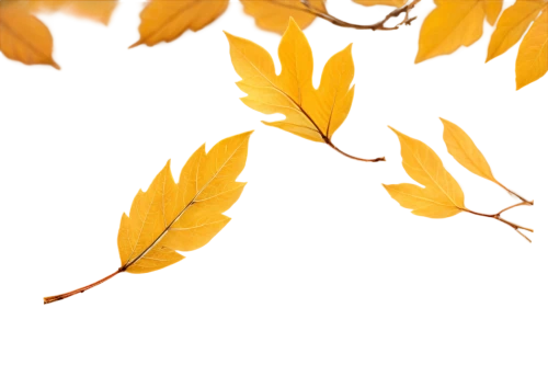 beech leaves,leaf background,gold leaves,beech leaf,maple foliage,tree leaves,spring leaf background,golden leaf,maple leave,dried leaves,leaves in the autumn,dry leaves,bicolor leaves,leaf branch,yellow leaves,leaves frame,gold foil laurel,yellow leaf,leaves,oak leaves,Conceptual Art,Daily,Daily 28