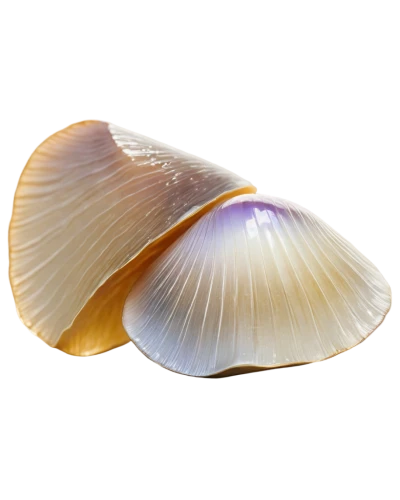 baltic clam,clam shell,oyster mushroom,sea shell,bivalve,scallop,clam,shell,whelk,sfogliatelle,lingzhi mushroom,edible mushrooms,seashell,edible mushroom,shells,spiny sea shell,cepaea hortensis,beach shell,mushroom coral,mollusks,Photography,Documentary Photography,Documentary Photography 13