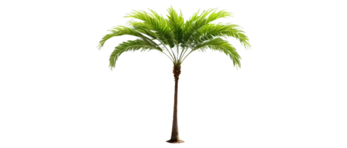 palm tree vector,palmtree,fan palm,potted palm,palm,wine palm,palm tree,toddy palm,palm pasture,coconut palm tree,easter palm,coconut palm,norfolk island pine,oleaceae,cartoon palm,palm in palm,tropical tree,pony tail palm,saw palmetto,coconut tree,Conceptual Art,Daily,Daily 28