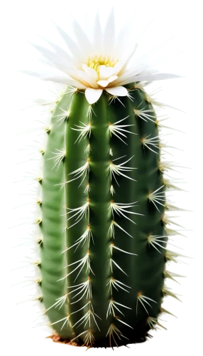 cactus,cactus digital background,peniocereus,prickly,prickle,fishbone cactus,san pedro cactus,spines,acanthocereus tetragonus,aaa,hedgehog cactus,dutchman's-pipe cactus,moonlight cactus,night-blooming cactus,large-flowered cactus,barrel cactus,maguey worm,cacti,prickly flower,cactus flower,Photography,Black and white photography,Black and White Photography 07