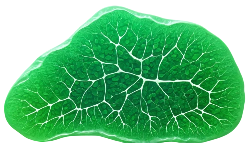 plant veins,leaf structure,chloroplasts,nerve cell,chlorophyta,qin leaf coral,ginkgo leaf,centella,custody leaf,connective tissue,leaf veins,charophyta,macrocystis,cell structure,skeleton leaf,mape leaf,patrol,mammoth leaf,macrocystis pyrifera,chlorophyll,Photography,Documentary Photography,Documentary Photography 15