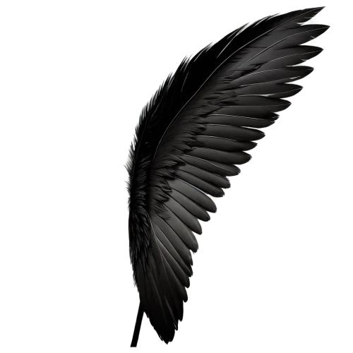 black angel,black feather,angel wing,angel wings,dark angel,winged,winged heart,wings,raven's feather,angel of death,wing,bird wing,fallen angel,bird wings,angelology,death angel,feather,feather headdress,mourning swan,white feather,Illustration,Japanese style,Japanese Style 20