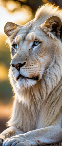 white lion,african lion,panthera leo,male lion,lion - feline,lion,female lion,lion white,lion head,male lions,forest king lion,lioness,liger,lion number,skeezy lion,masai lion,two lion,king of the jungle,lion cub,great puma,Illustration,American Style,American Style 08