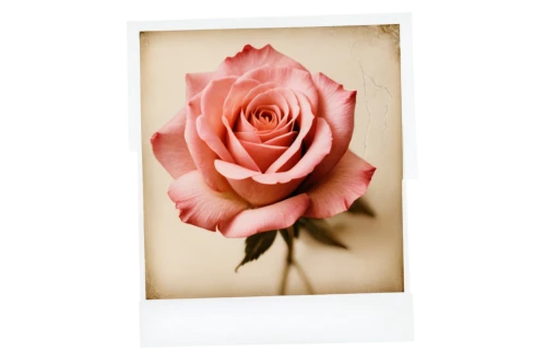 rose frame,frame rose,floral greeting card,roses frame,bicolored rose,arrow rose,peony frame,floral silhouette frame,hybrid tea rose,rose flower illustration,polyantha rose,bicolor rose,digital photo frame,tufts rose,romantic rose,rose png,disney rose,dried rose,flowers png,vosges-rose,Photography,Documentary Photography,Documentary Photography 03