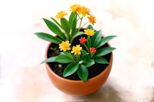 epidendrum,euphorbia splendens,monocotyledon,kalanchoe,bromelia,potted flowers,pineapple lilies,kalanchoe-x-houghtonii,yellow ball plant,flowers png,pontederia,spathoglottis,billbergia pyramidalis,crenate orchid cactus,ornithogalum,orange flowers,jonquil,eucomis,bromeliad,ornamental plant,Unique,3D,Panoramic