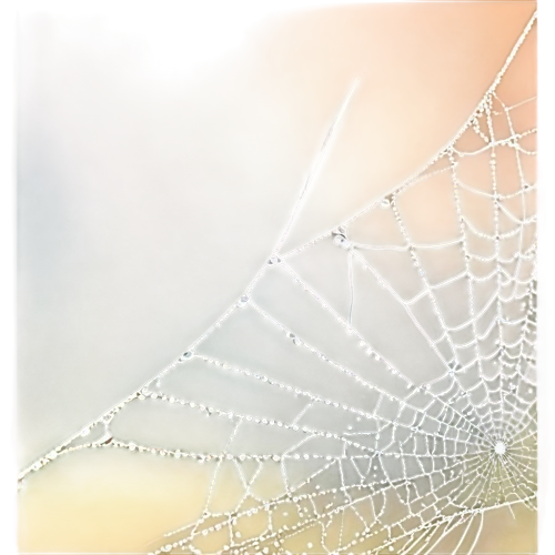 morning dew in the cobweb,cobweb,spider's web,cobwebs,spiderweb,web,spider silk,spider web,tangle-web spider,mood cobwebs,argiope,spider net,webs,widow spider,web element,harvestmen,frosted glass pane,araneus,morning dew,spider network,Conceptual Art,Daily,Daily 15