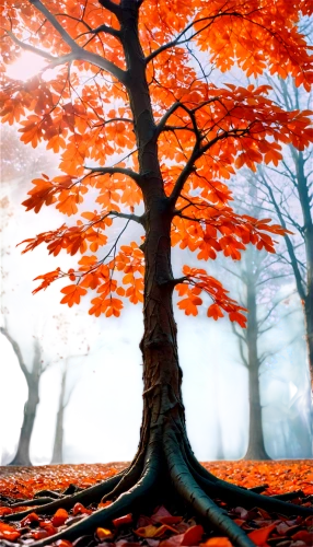 autumn tree,maple tree,autumn forest,beech trees,red maple,red tree,european beech,autumn background,autumn trees,autumn fog,autumn scenery,blood maple,autumn landscape,deciduous tree,maple leave,forest tree,isolated tree,maple shadow,leaf maple,fallen leaves,Conceptual Art,Sci-Fi,Sci-Fi 27