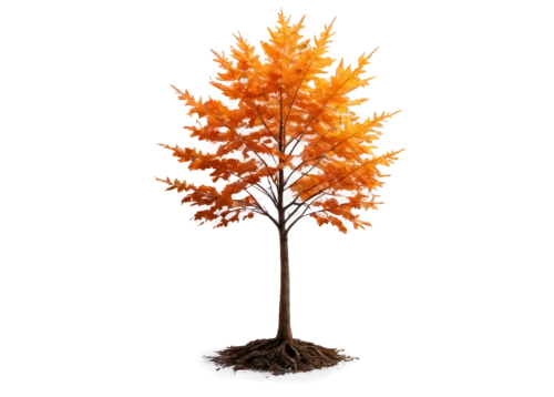 autumn tree,american larch,small tree,tangerine tree,cardstock tree,deciduous tree,silver maple,dwarf tree,flourishing tree,burning bush,maple tree in pot,ornamental tree,potted tree,brown tree,isolated tree,sapling,seasonal autumn decoration,seasonal tree,acer japonicum,new mexico maple,Conceptual Art,Sci-Fi,Sci-Fi 20