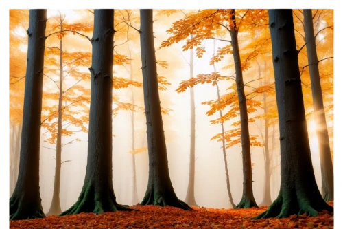 beech trees,background vector,deciduous forest,autumn forest,autumn background,temperate coniferous forest,beech forest,coniferous forest,forest background,deciduous trees,tropical and subtropical coniferous forests,germany forest,beech leaves,temperate broadleaf and mixed forest,fir forest,european beech,mixed forest,autumn frame,chestnut forest,autumn trees,Conceptual Art,Fantasy,Fantasy 28