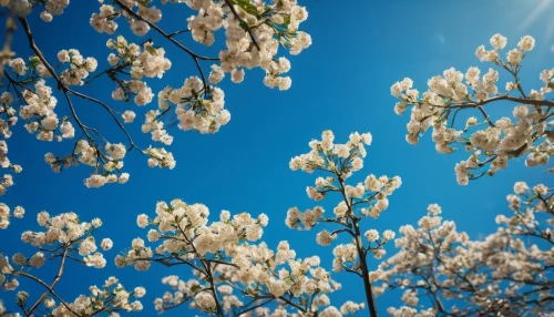 spring background,spring blossoms,spring blossom,springtime background,magnolia flowers,spring leaf background,magnolia trees,flowering trees,blooming trees,tree blossoms,almond tree,blossom tree,blossoms,spring nature,blooming tree,magnolia tree,blue star magnolia,flowering tree,almond blossoms,spring sun,Photography,General,Fantasy