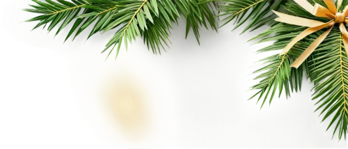 palm tree vector,norfolk island pine,fir tree decorations,christmas banner,pine needles,nordmann fir,christmas tree pattern,christmasbackground,palmtree,christmas snowflake banner,pine tree,canadian fir,palm fronds,evergreen trees,pine-tree,tropical and subtropical coniferous forests,fir tree ball,pine trees,fir trees,fir needles,Conceptual Art,Daily,Daily 12