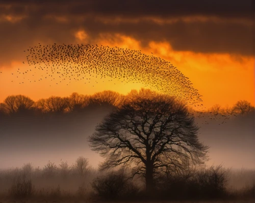 starlings,mumuration,starling,bird migration,flock of birds,birds on branch,birds on a branch,a plume of ash,migration,birds in flight,migratory birds,european starling,flock,flying seeds,bare tree,roost,flock home,bird in the sky,migrate,swarm,Art,Classical Oil Painting,Classical Oil Painting 39