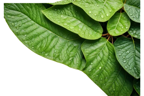 tobacco leaves,bay-leaf,fig leaf,tropical leaf,jungle leaf,foliage leaf,thick-leaf plant,chestnut leaf,walnut leaf,tropical leaf pattern,round leaved liverleaf,jungle drum leaves,mandarin leaves,morinda citrifolia,chestnut leaves,loose tea leaves,leaf border,leaf vegetable,magnolia leaf,custody leaf,Illustration,Paper based,Paper Based 03