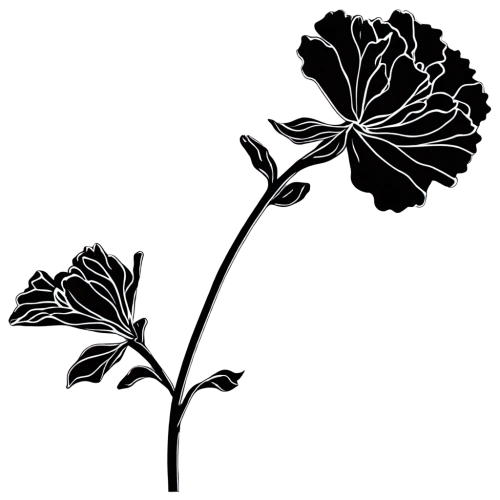 black hellebore,retro flower silhouette,flowers png,illustration of the flowers,botanical line art,flower illustration,black rose,rose flower illustration,cabbage leaves,minimalist flowers,flower line art,flower illustrative,carnation of india,black and dandelion,nightshade plant,rose leaf,fig leaf,carnation flower,carnation,datura,Illustration,Children,Children 04