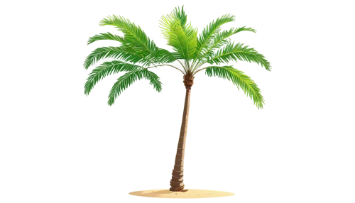 palm tree vector,palmtree,palm tree,palm,palm in palm,coconut palm tree,toddy palm,cartoon palm,potted palm,palm pasture,easter palm,tropical tree,coconut tree,coconut palm,fan palm,giant palm tree,wine palm,palmtrees,oleaceae,desert palm,Illustration,Vector,Vector 19