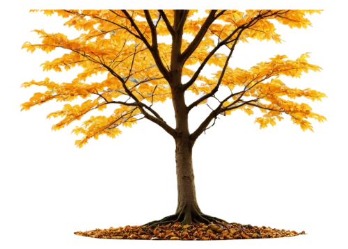 autumn tree,deciduous tree,autumn background,deciduous trees,maple tree,flourishing tree,ornamental tree,norway maple,seasonal tree,linden tree,ginkgo biloba,cardstock tree,deciduous,autumn icon,autumn foliage,thunberg's fan maple,fall foliage,yellow leaves,seasonal autumn decoration,oregon white oak,Illustration,Retro,Retro 21